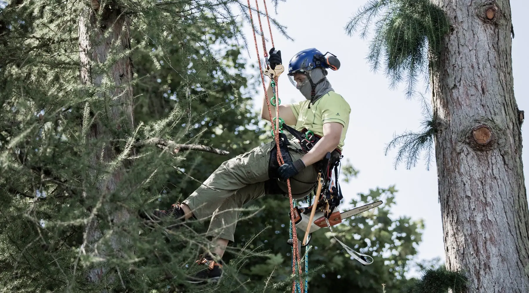 Constantin Lucas bei der Arbeit mit Seilklettertechnik im Baum