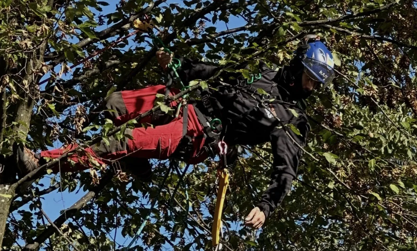 Baumpfleger im Geäst einer Buche bei der Kronenpflege